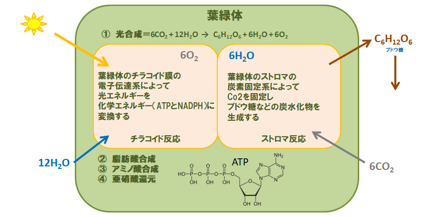 2 作物はどう育つか 農賢機巧