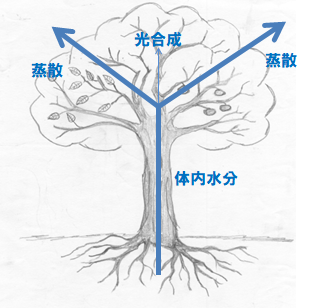 3 水と光合成と蒸散 農賢機巧